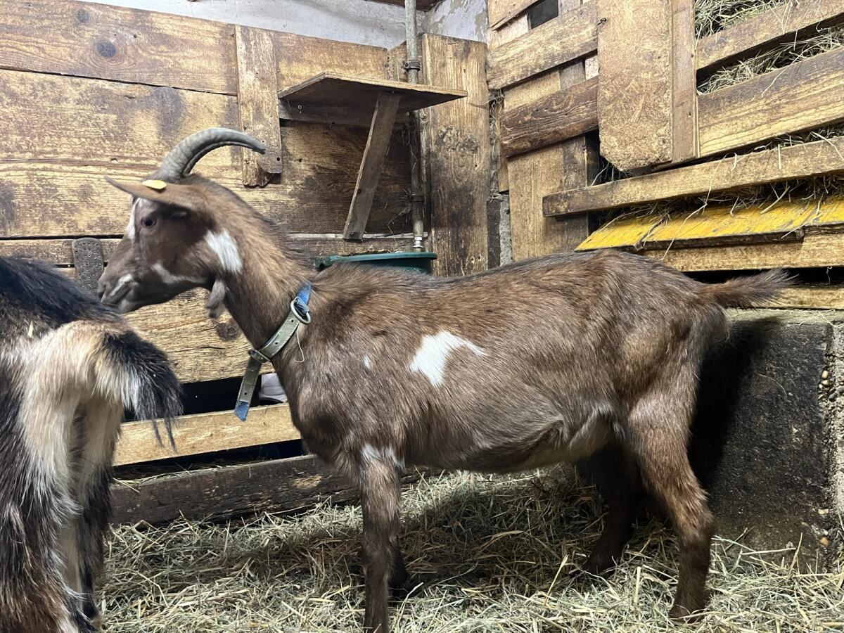 Trächtige Erstlings-Tauernschecken-Mixe 2