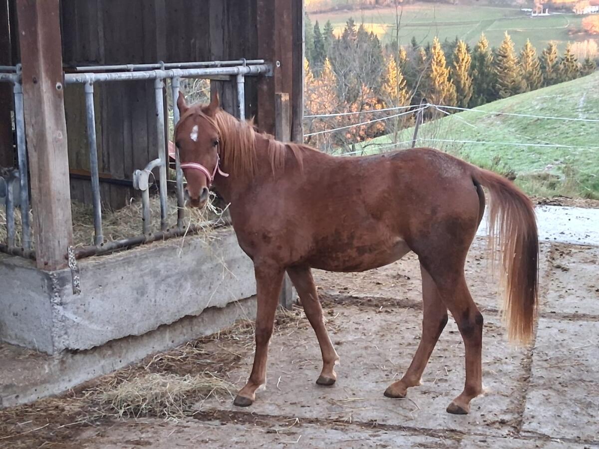 Ägyptische Araber Stute 2