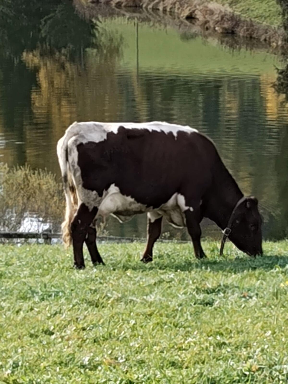 Verkaufe Pinzgauer Kuh 3