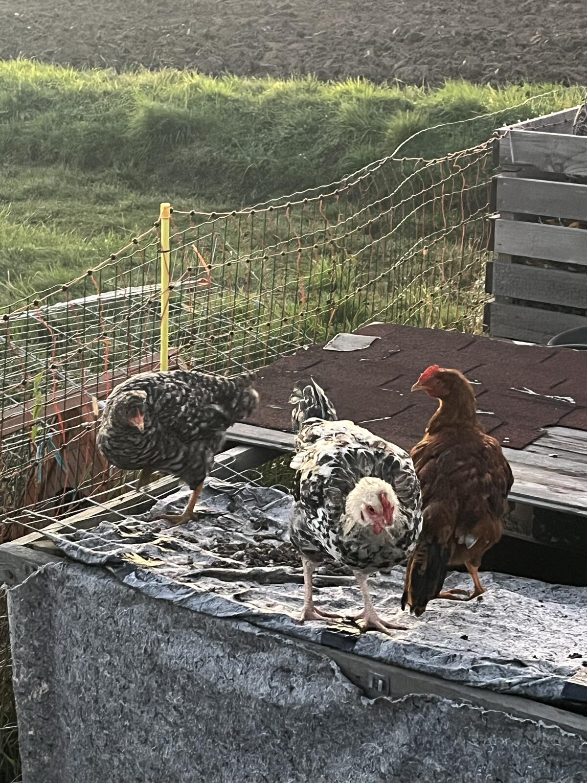 Verkaufe 2 Hähne und eine Henne 2