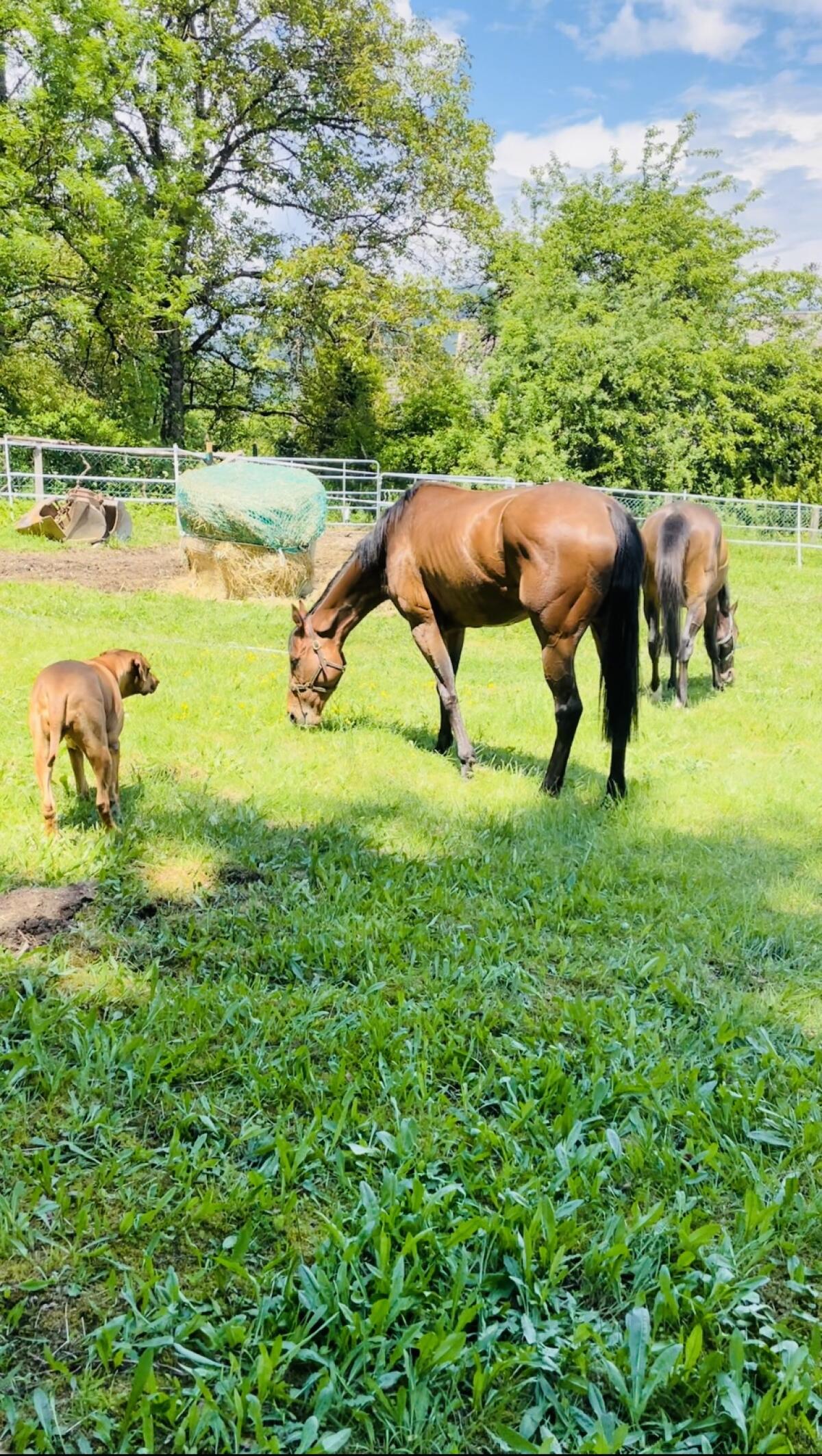 2 Engl. Vollblut suchen Dich 3