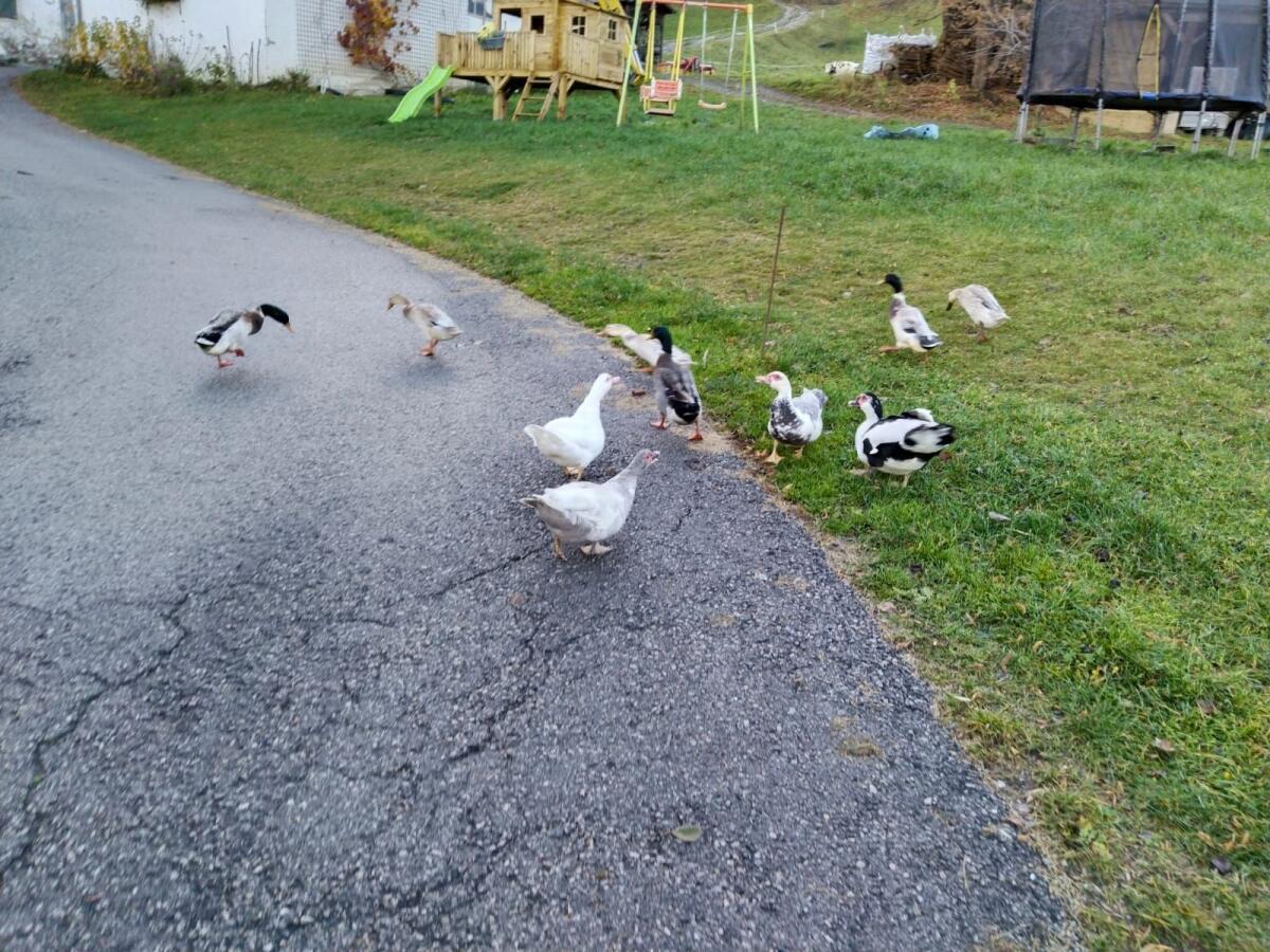 Junge Laufenten und Warzenenten zu vergeben 2