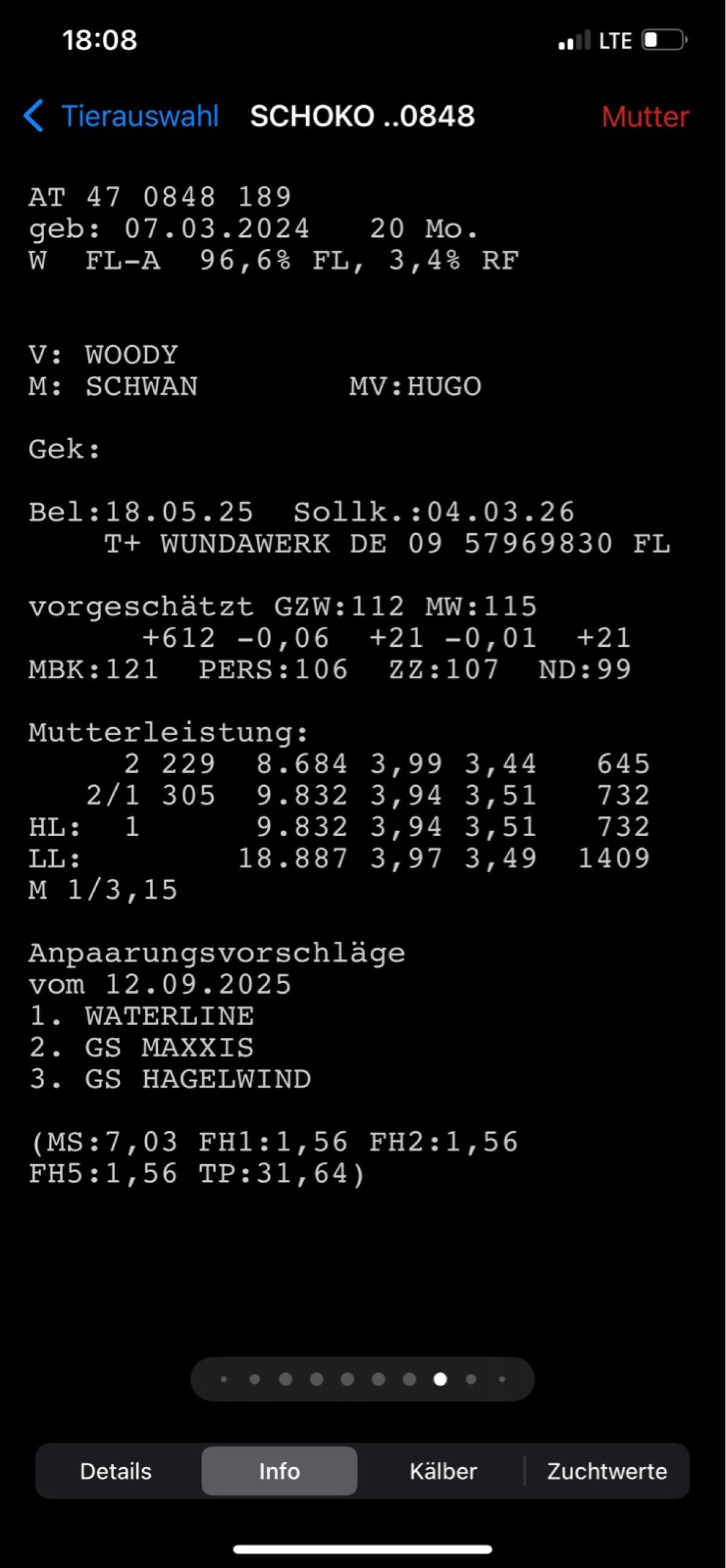 Fleckvieh Kalbinnen 3