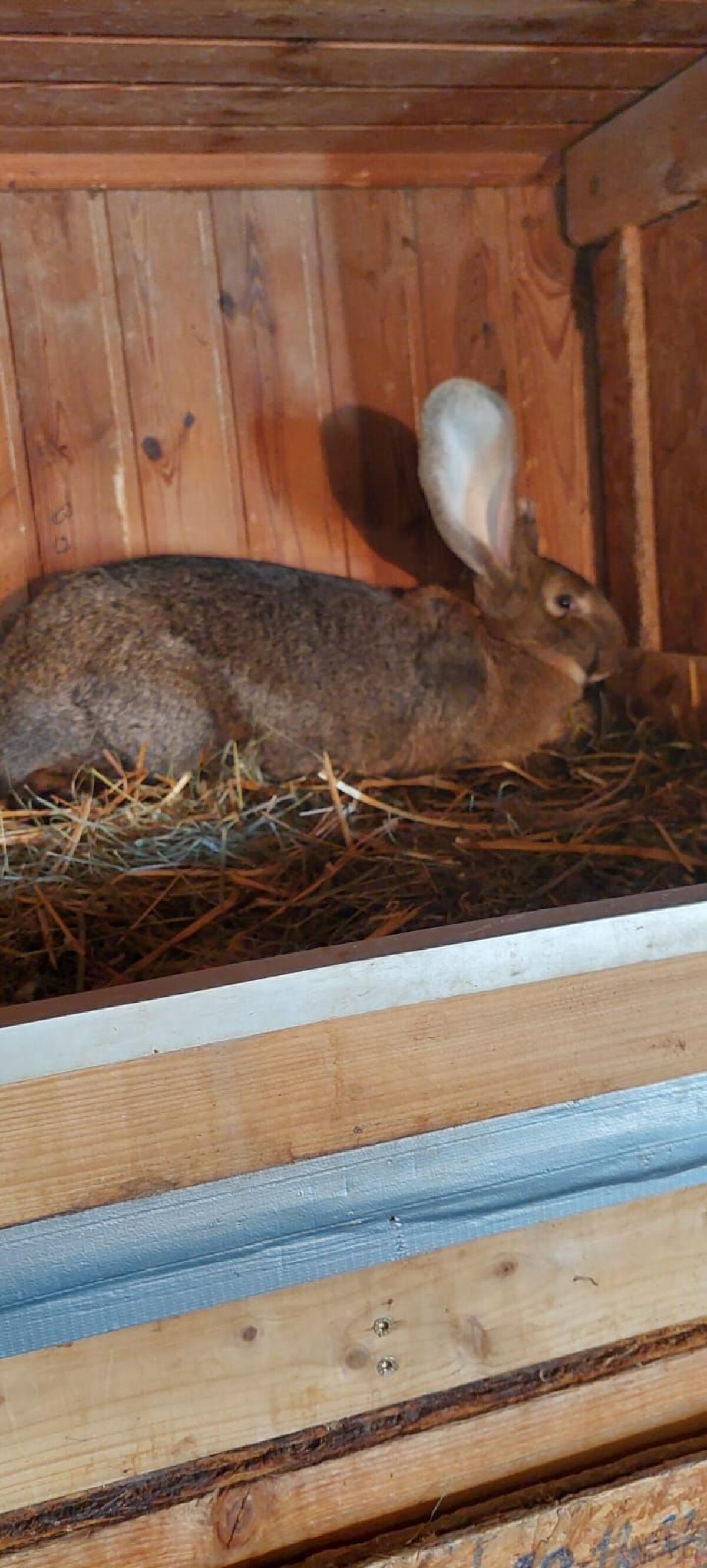 Riesen Zuchtrammler 2