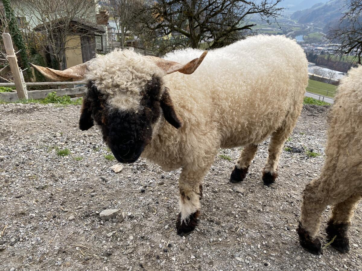 Walliser Schwarznasenschafe 2