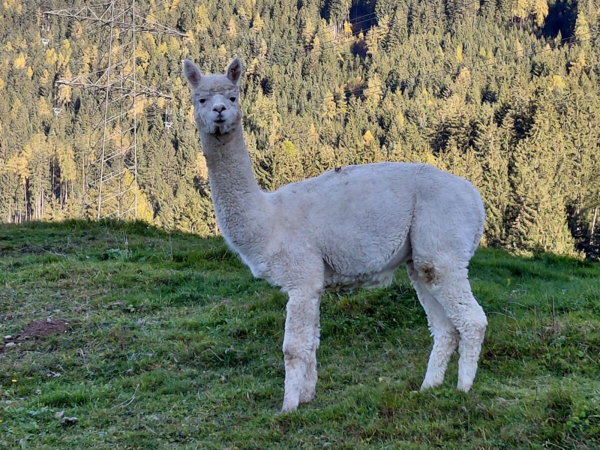 Alpaka Hengst Paolo 2