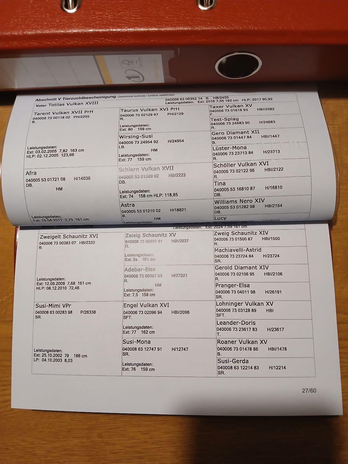 Braunes Noriker Stutenfohlen 3