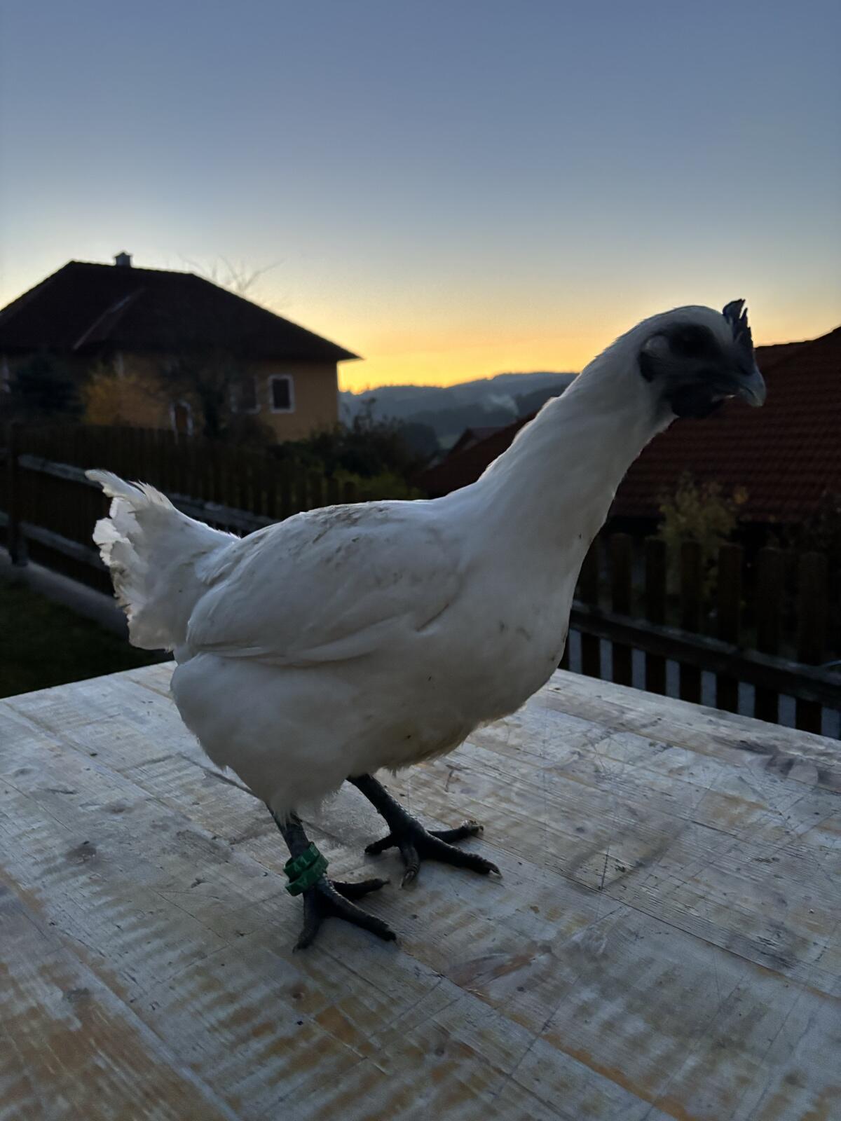 Ga H‘ Mong Stamm Hennen 2