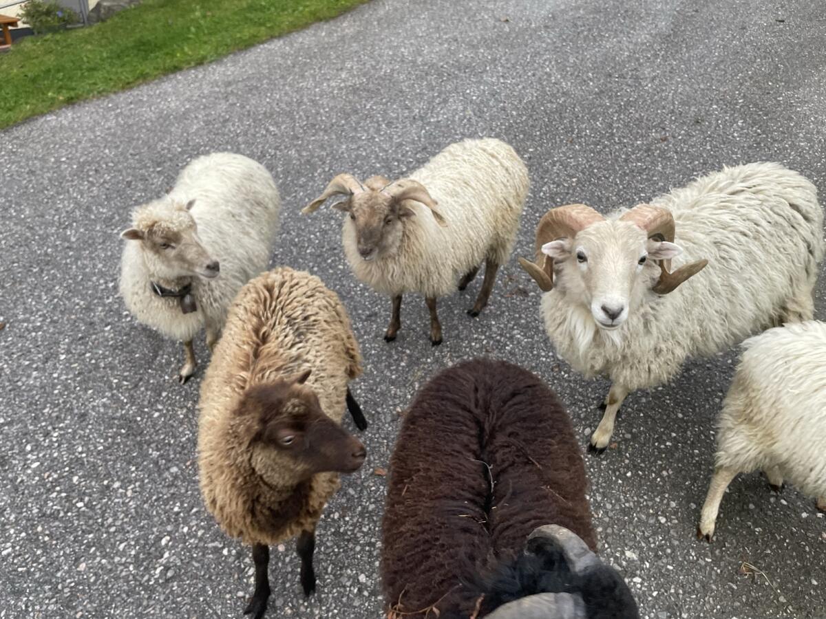 Verkaufe Quessantschaf-Widder 3