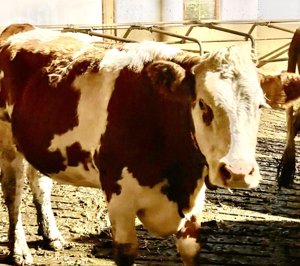 Bio Jungkuh in Milch 1