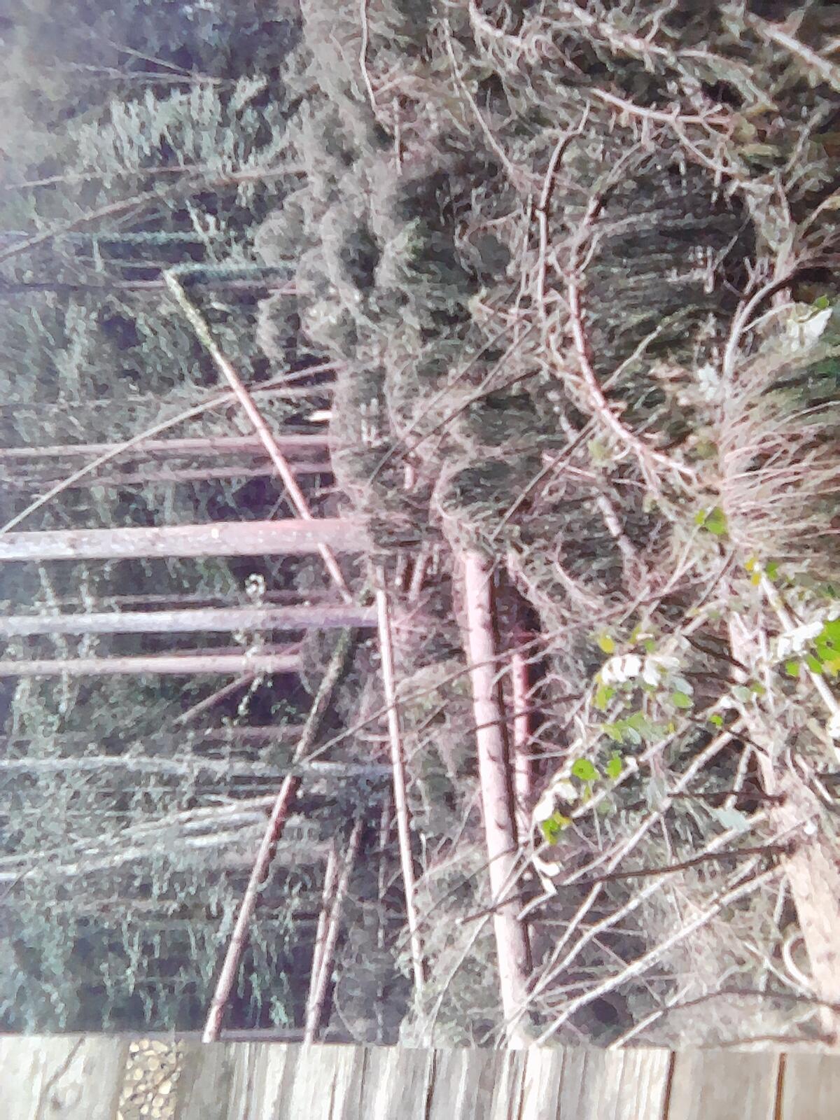 Brennholz, Buche, Eiche, Esche, Fichte Gespalten 1