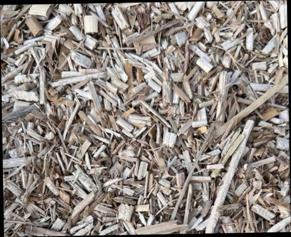 Miscanthus, Elefantengras 1