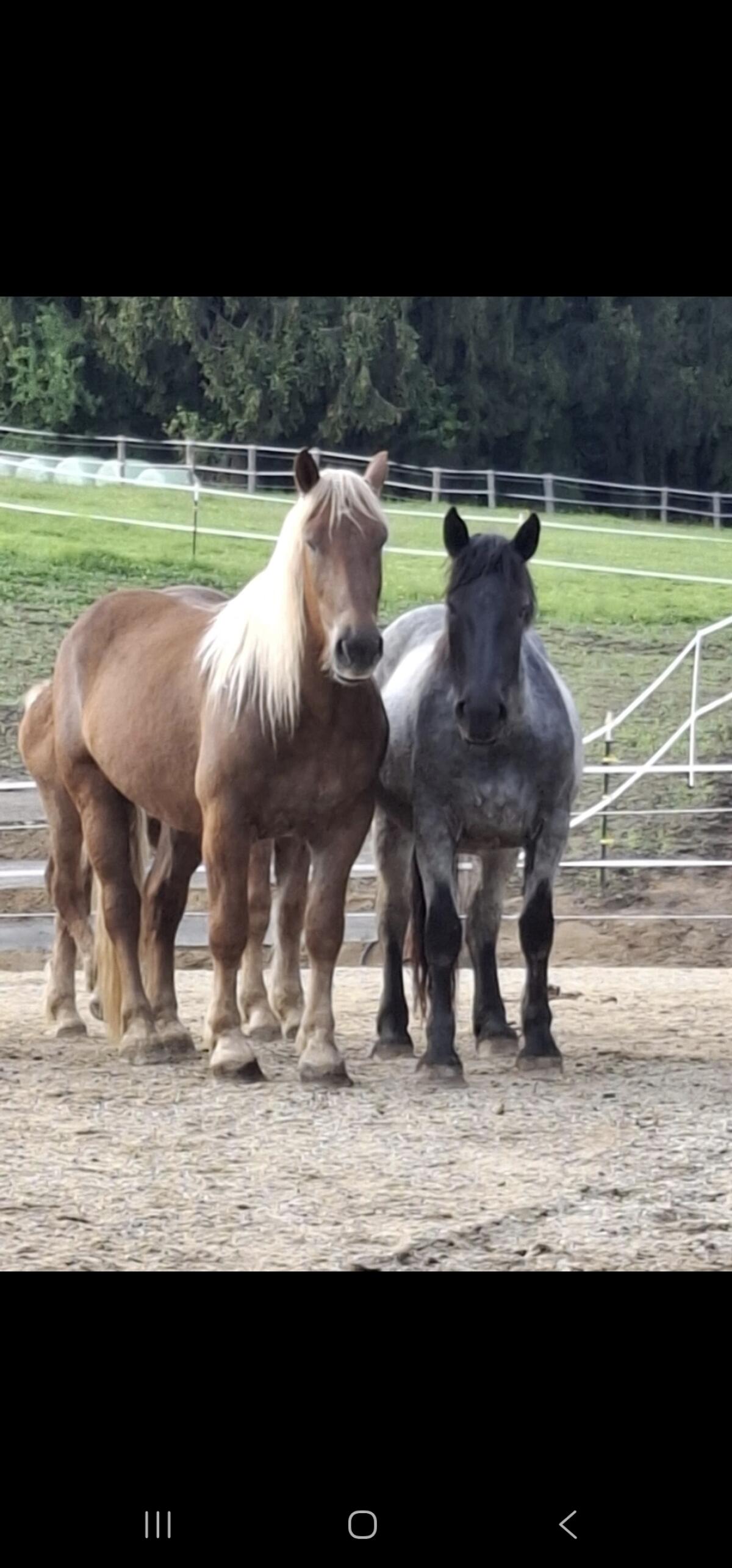 4-jährige Mohrenkopfstute 2