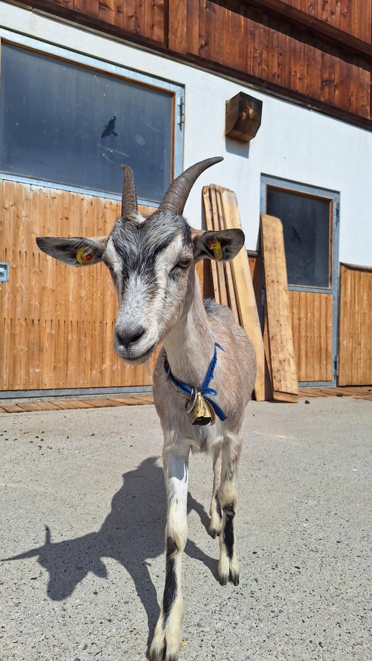 Ziegen und Kitz abzugeben 3