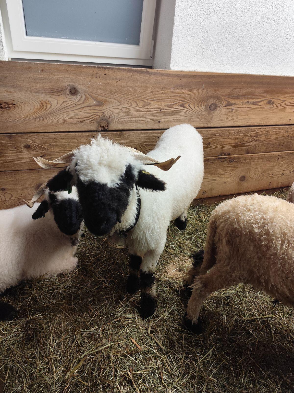 Walliser Schwarznasen 1