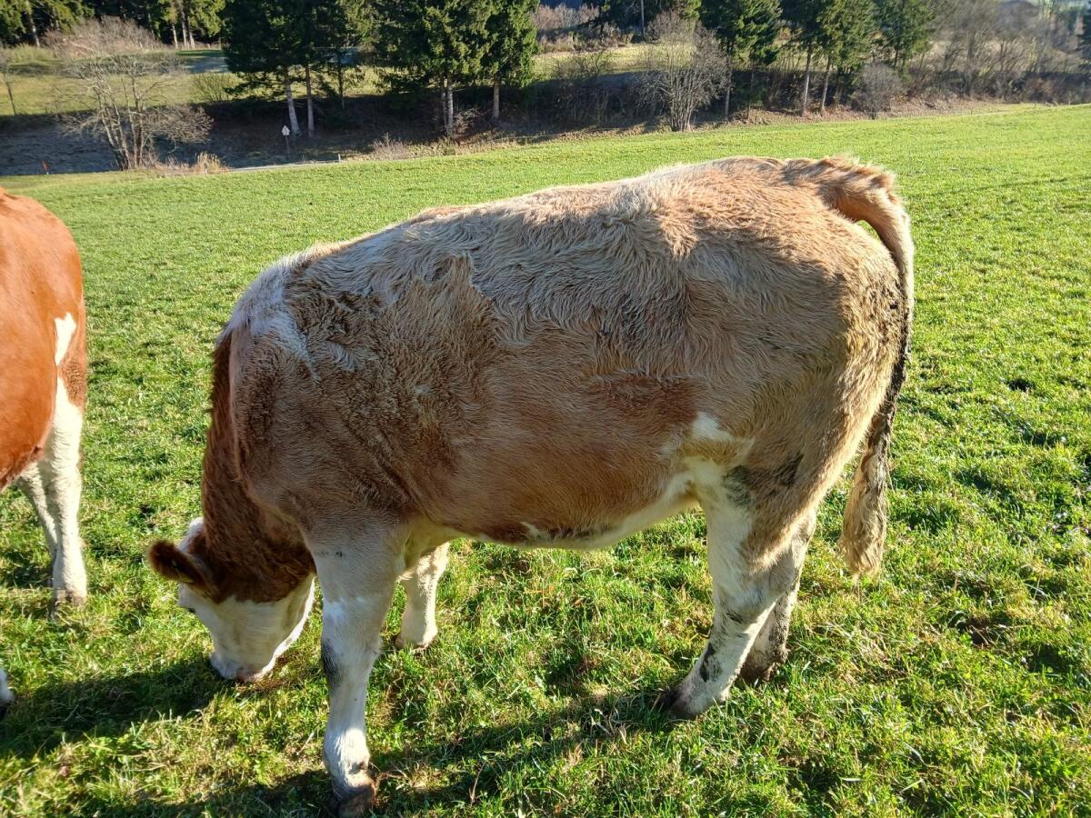 Verkaufe trächtige FV-Kalbin 1