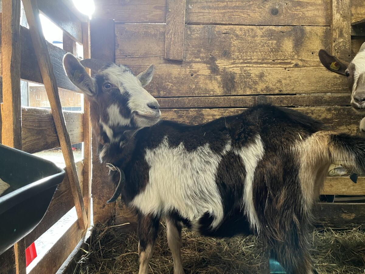 Trächtige Erstlings-Tauernschecken-Mixe 3