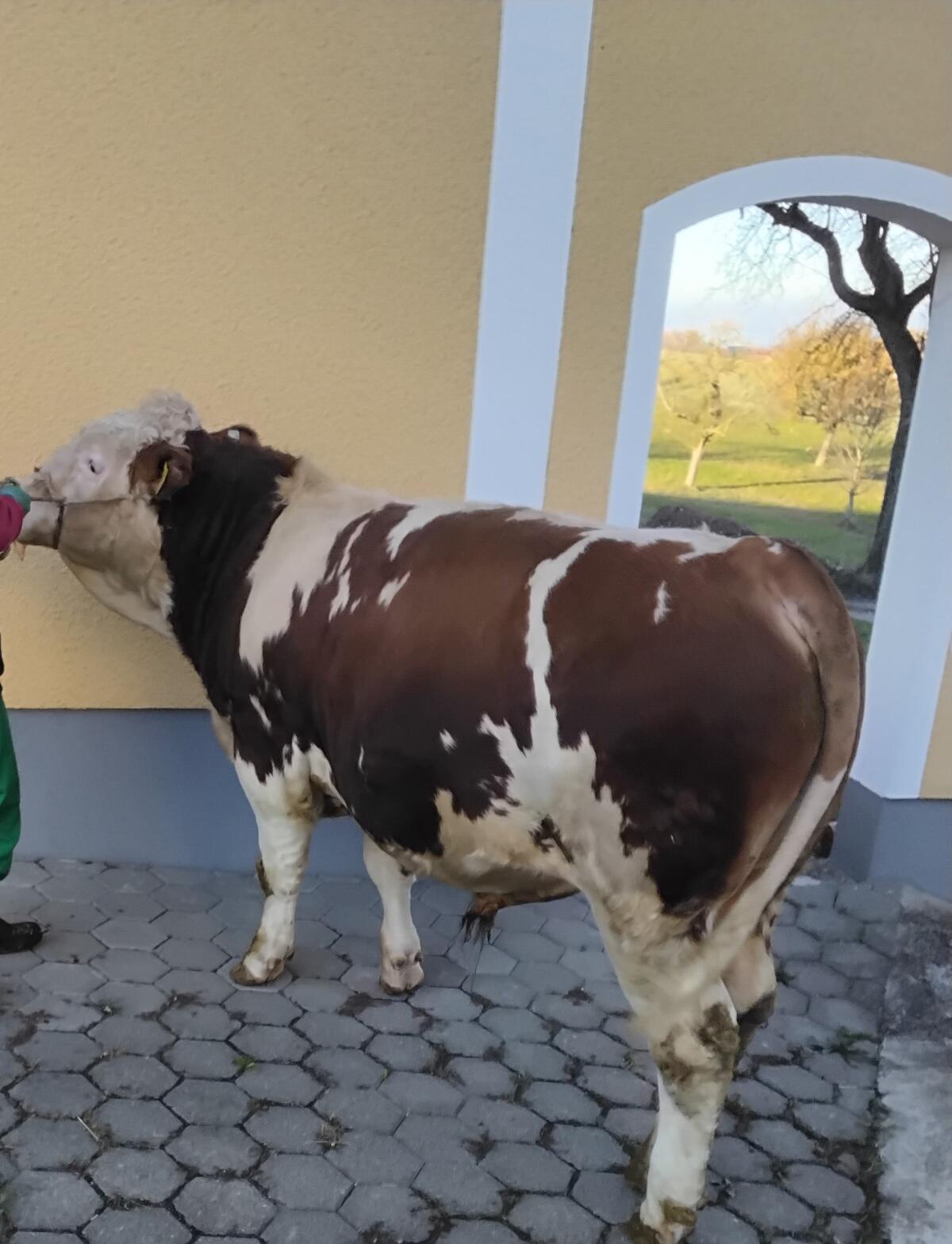 FV Zuchtstier hornlos 2