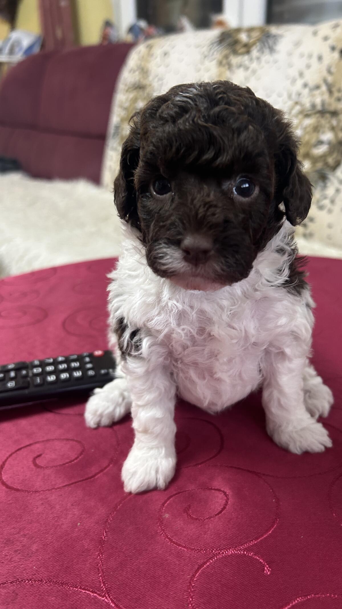 Bollipoo-Welpen, Bichonpoo-Welpen und Zwergpudel 3