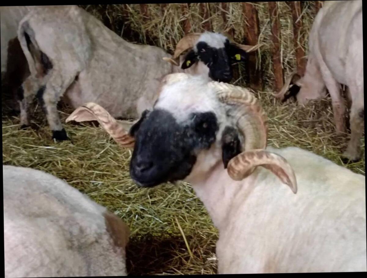 BIO Walliser Schwarznasen 2