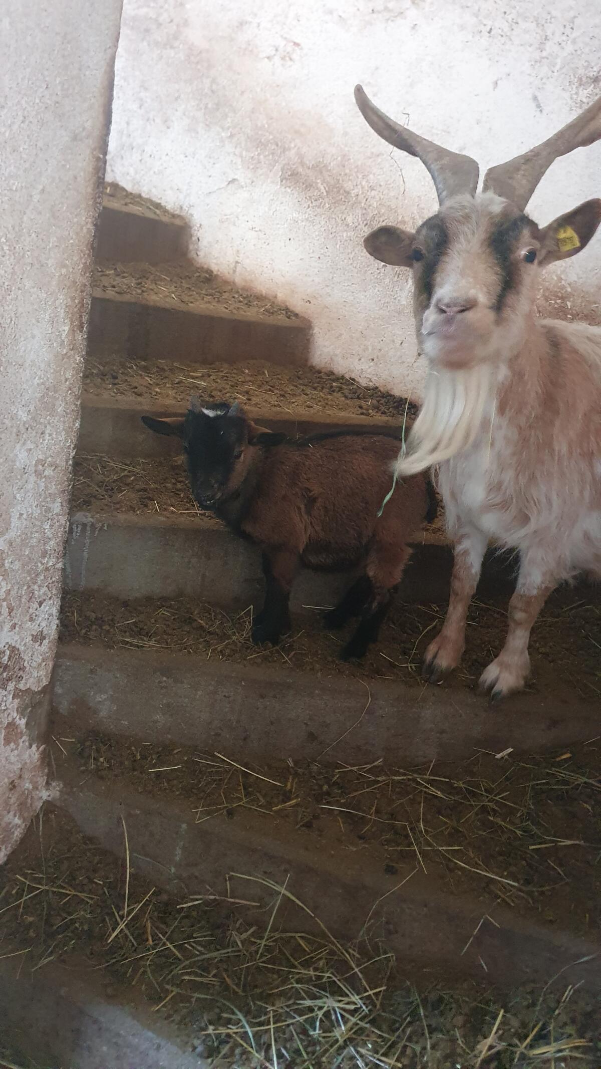 Zwergziegenkitz abzugeben 3