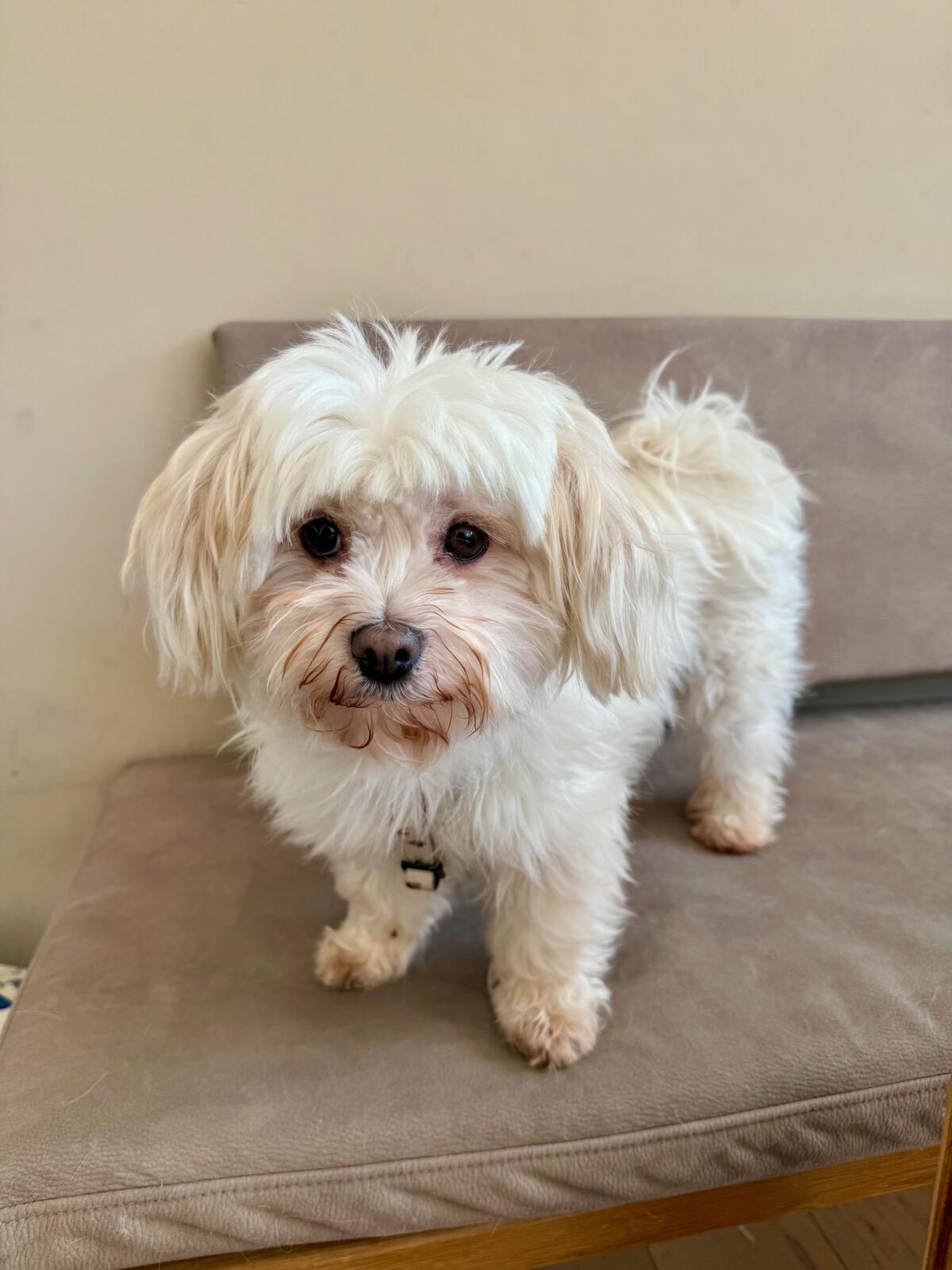 Malteser Hündin, 6 Jahre alt, sucht ein Körbchen 3