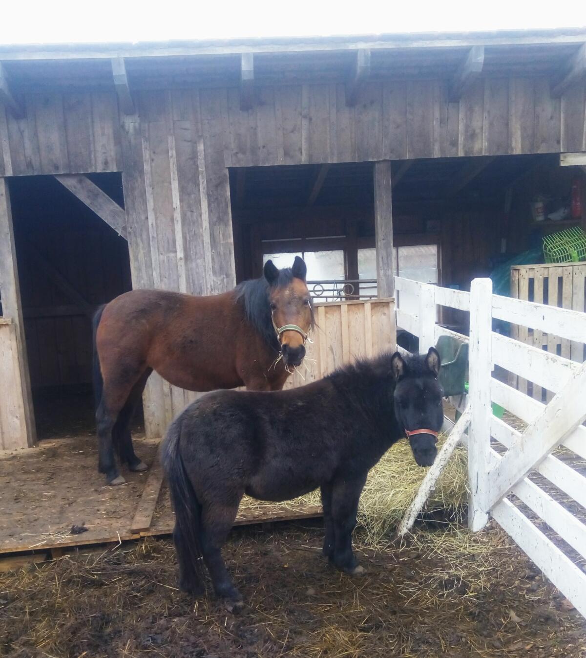 2 Routinierte Therapie-Pferde 1