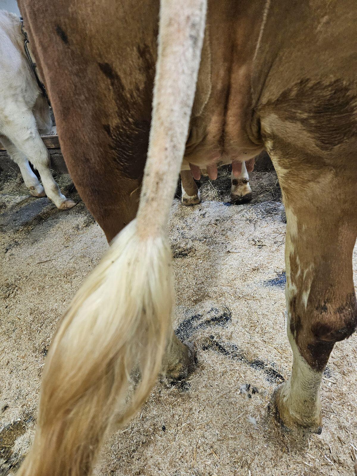Trächtige Fleckvieh Zuchtkalbin 1