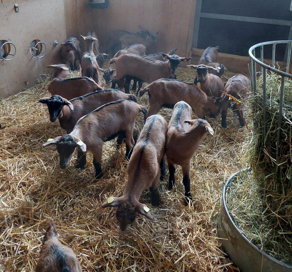 Gemsfarbige Gebirgsziegenkitze 1