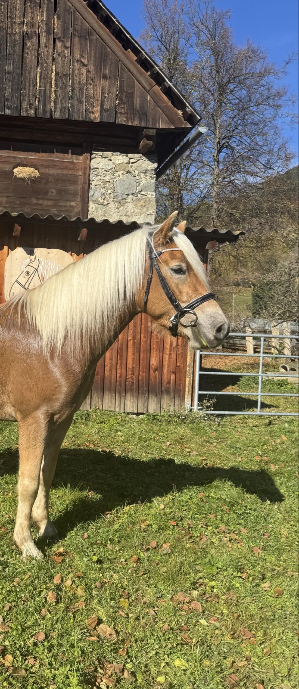 Sportlicher Haflinger Wallach 2