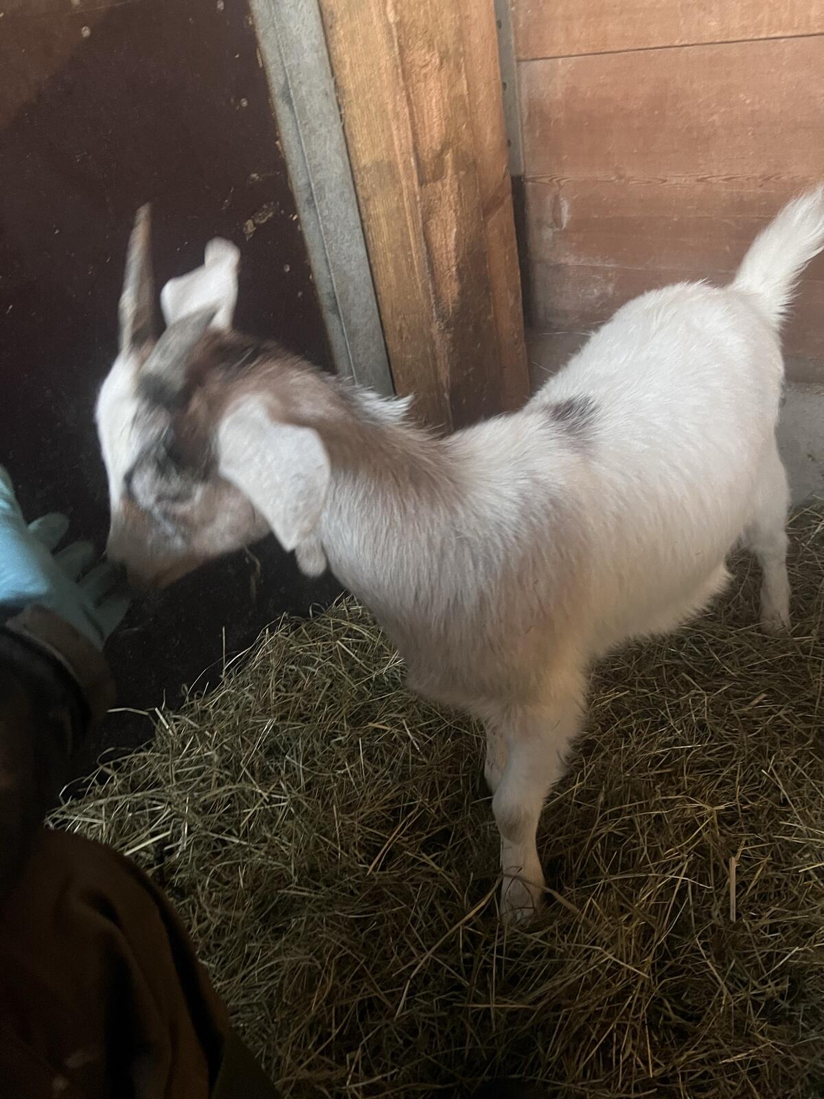 Burenziege x Blobe Geiß 2