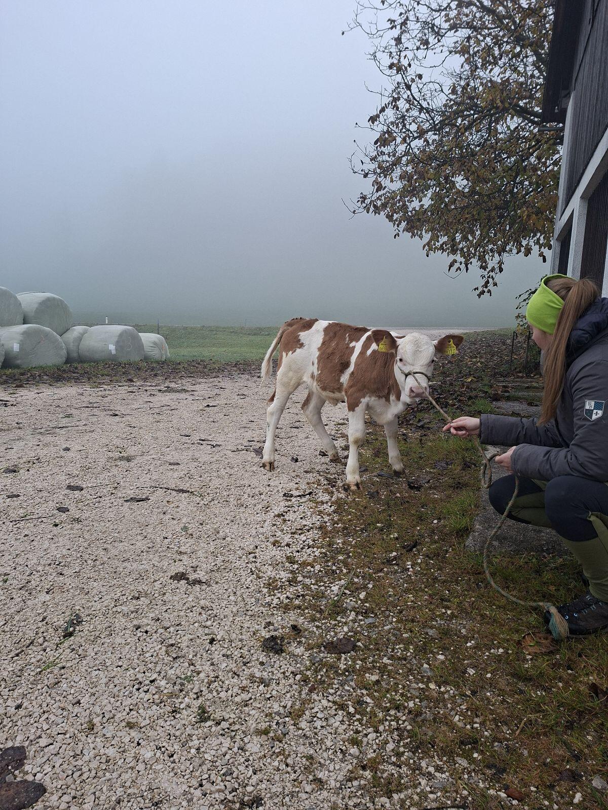 Fleckvieh Zuchtkalb 1