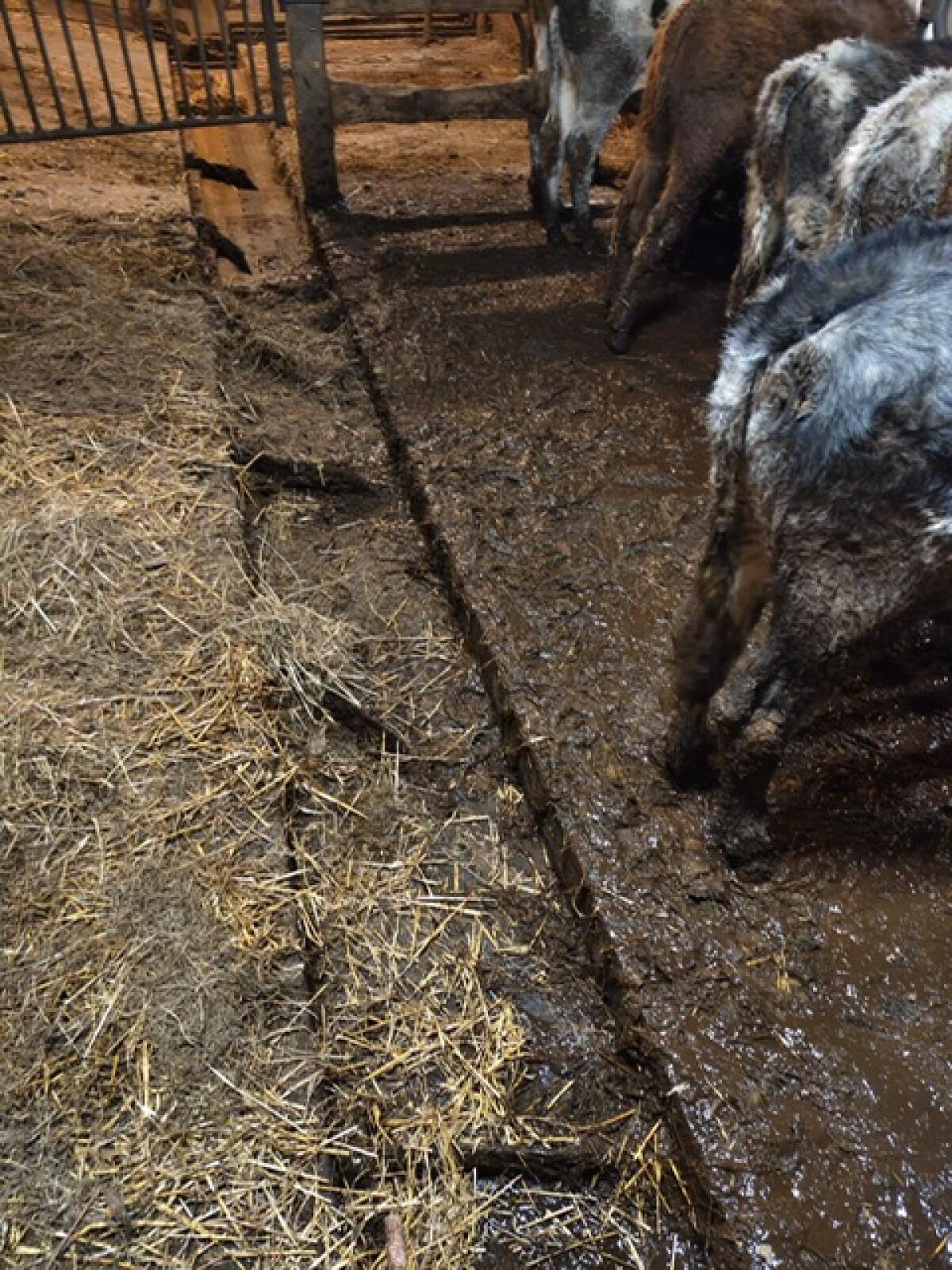 Einsteller Ochsen und Kalbinnen 3