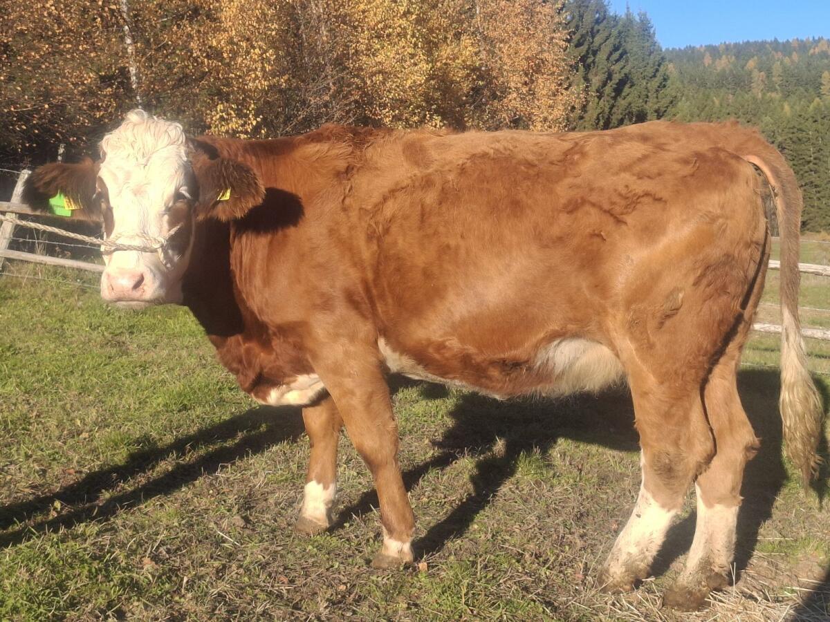 Fleckviehkalbin trächtig 1