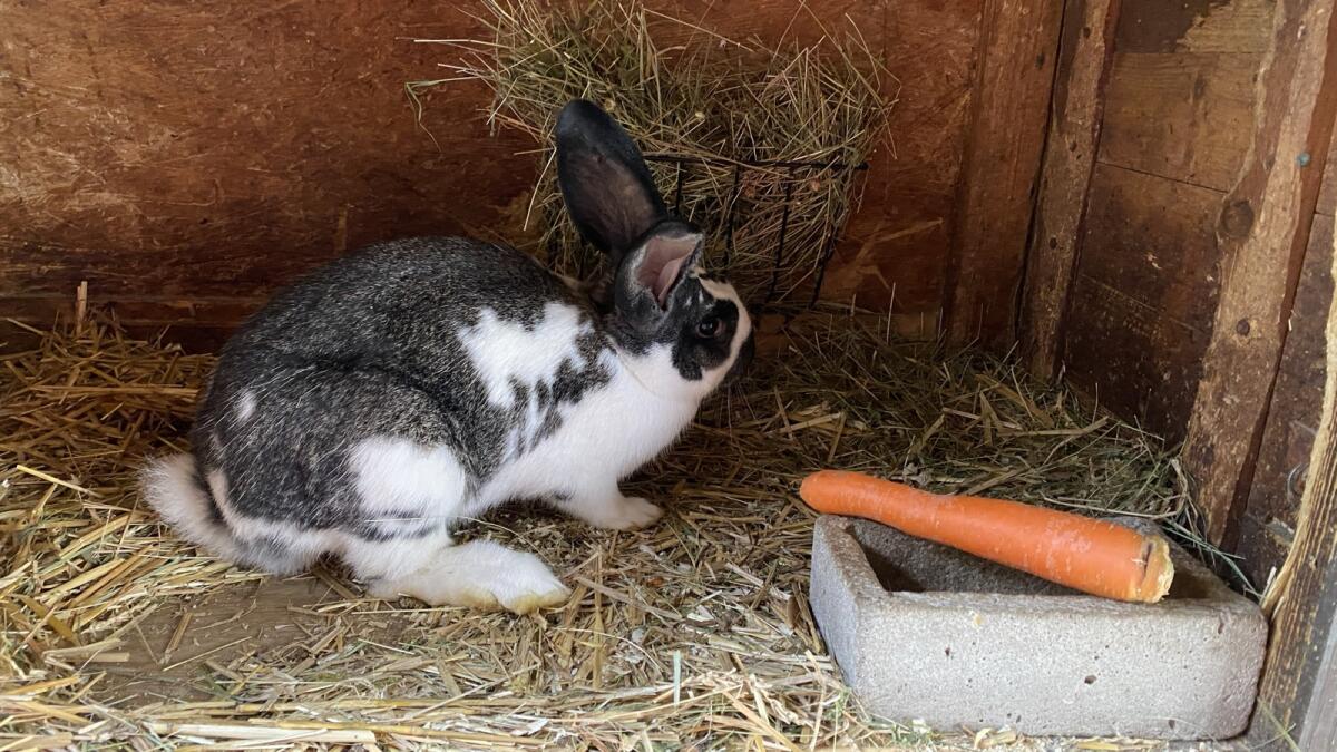 Riesenschecken Häsin 2