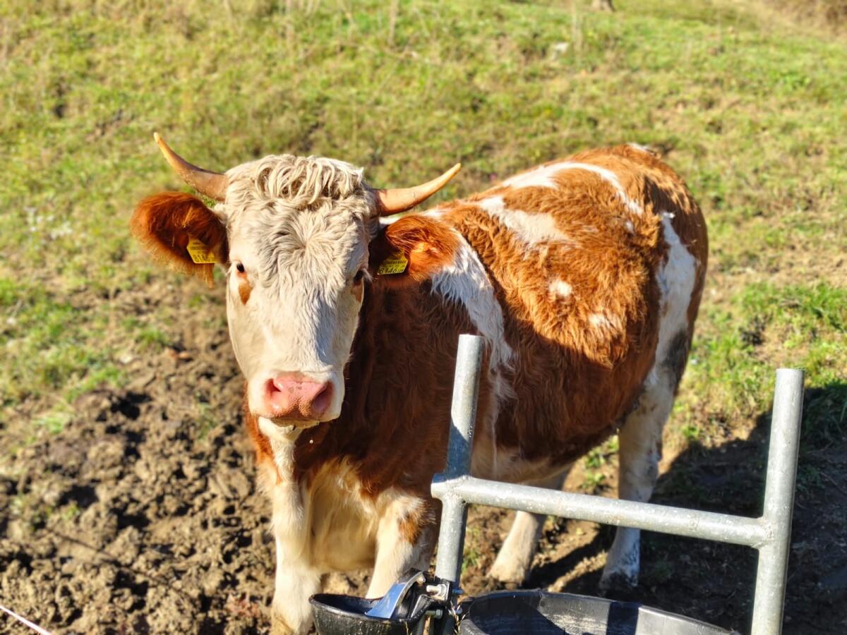 Bio FV Jungrind weiblich 1