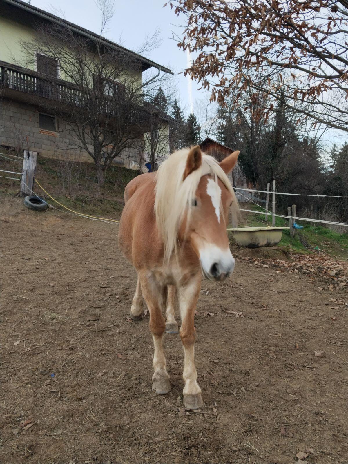 7-jährige Haflingerstute 2