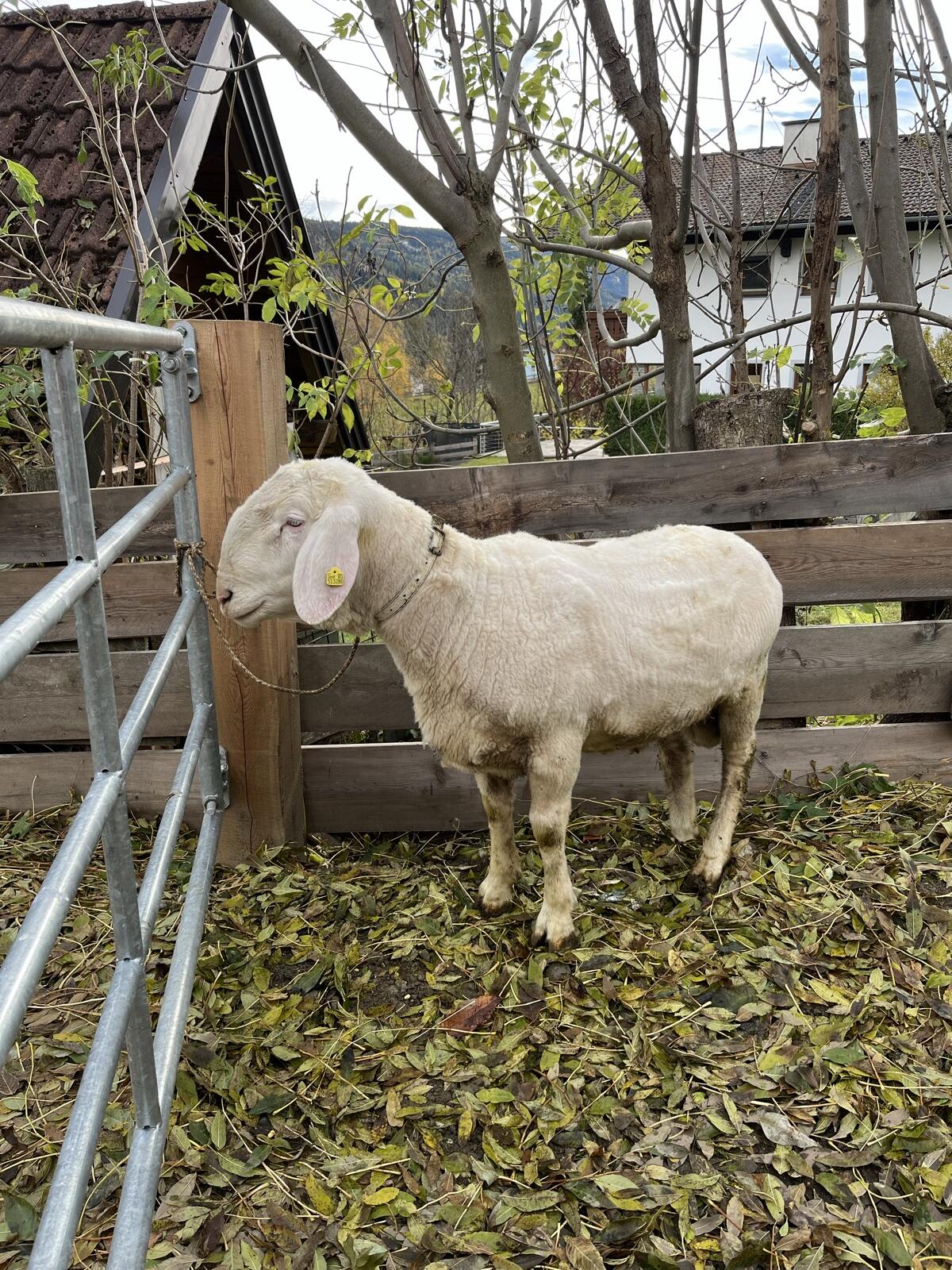 Schnalser Bergschaf Widder (Bio) 3