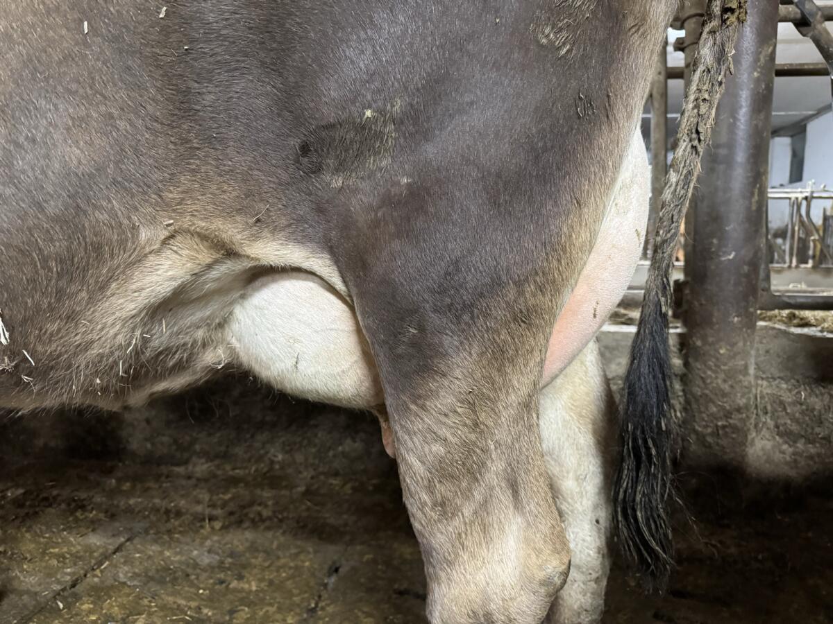 Hornlose Jersey-Jungkuh - Bio 2