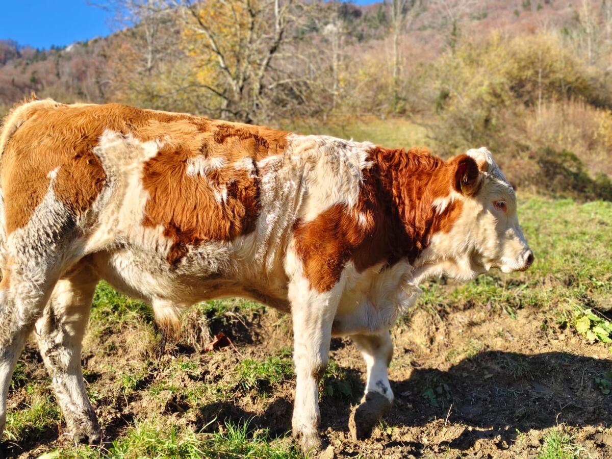 Verkaufe Bio FV Einsteller männlich 2