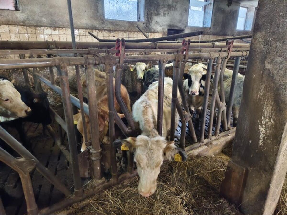 Einsteller Ochsen und Kalbinnen 2