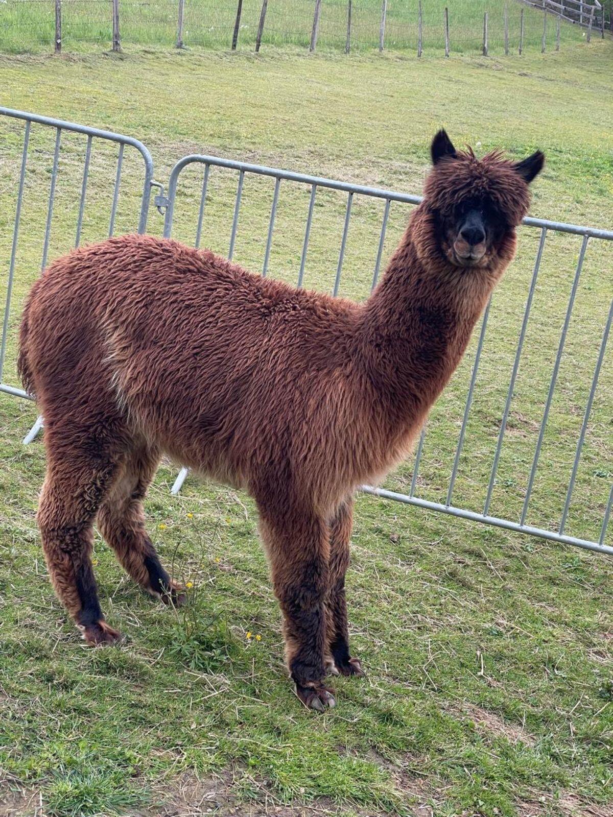 Alpaka 2
