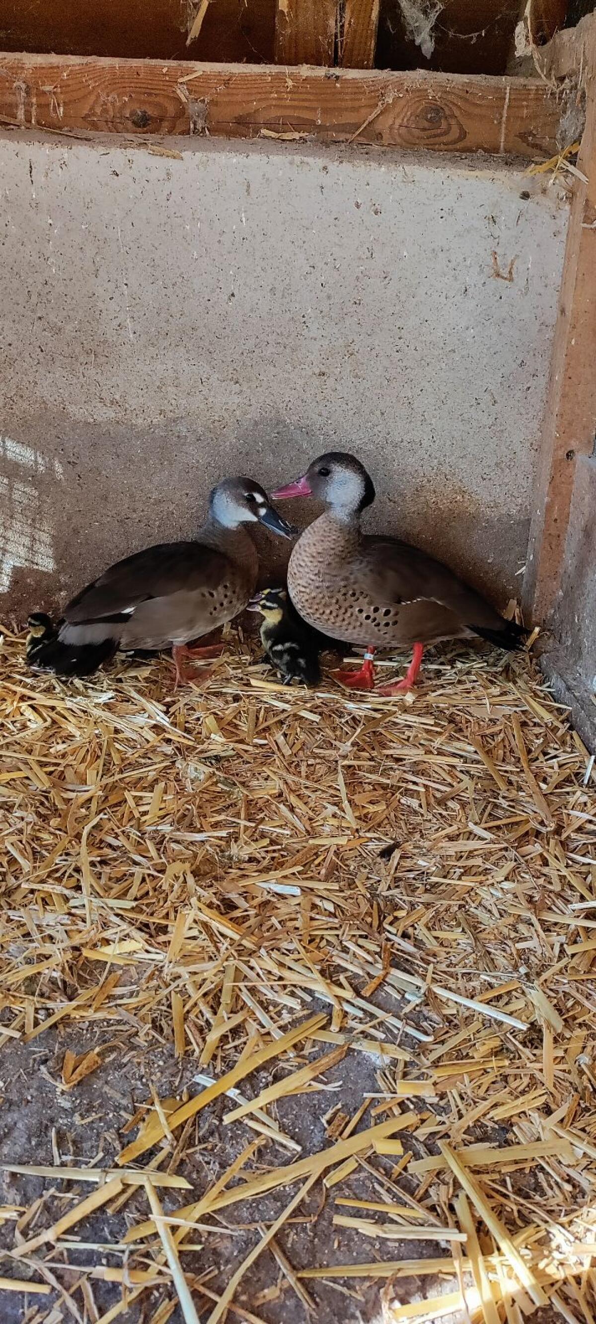 Amazonas Zuchtpaar 1