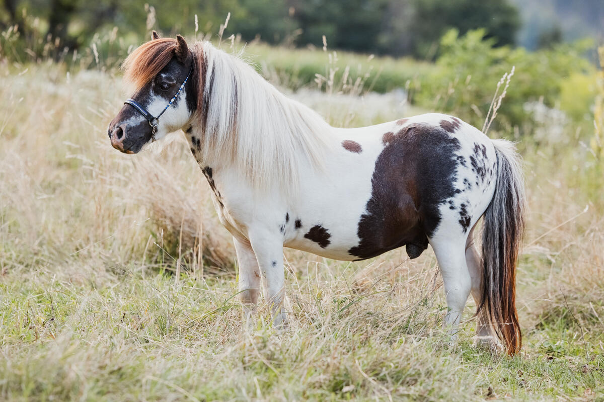 Gekörter SA- & ACAN-freier Deckhengst in Sonderfarbe 3