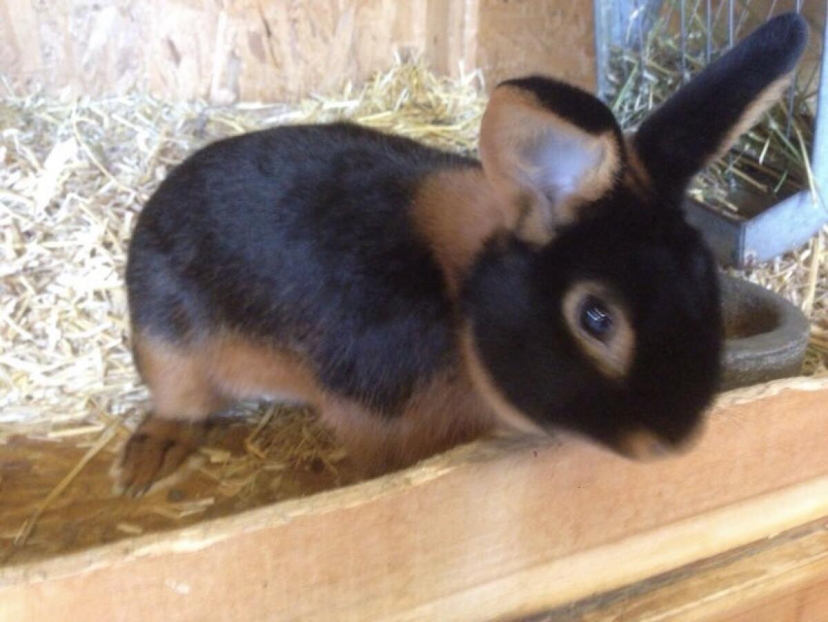 Schwarz Loh Kaninchen zu verkaufen 3