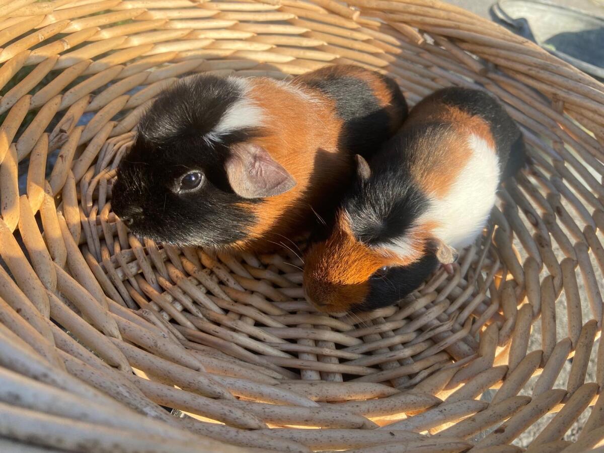 Crested Meerschweinchen 3