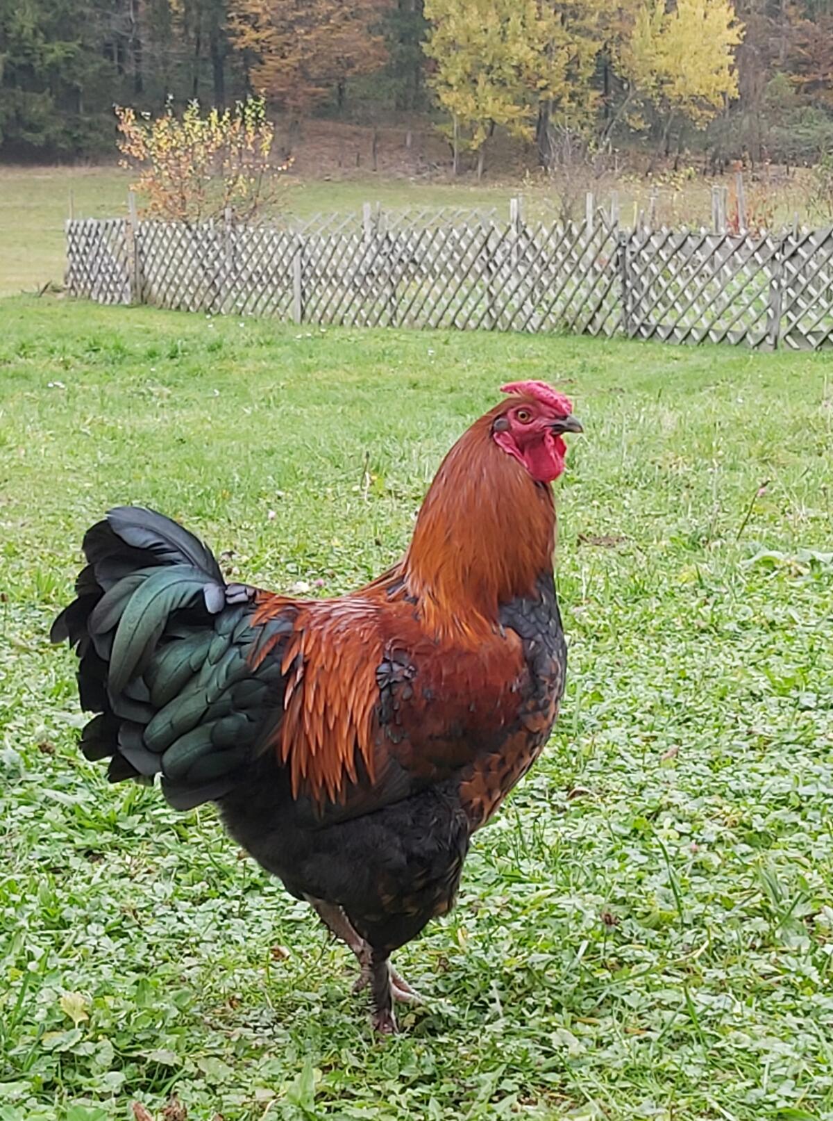 Hahn, 6 Monate, Bio 1