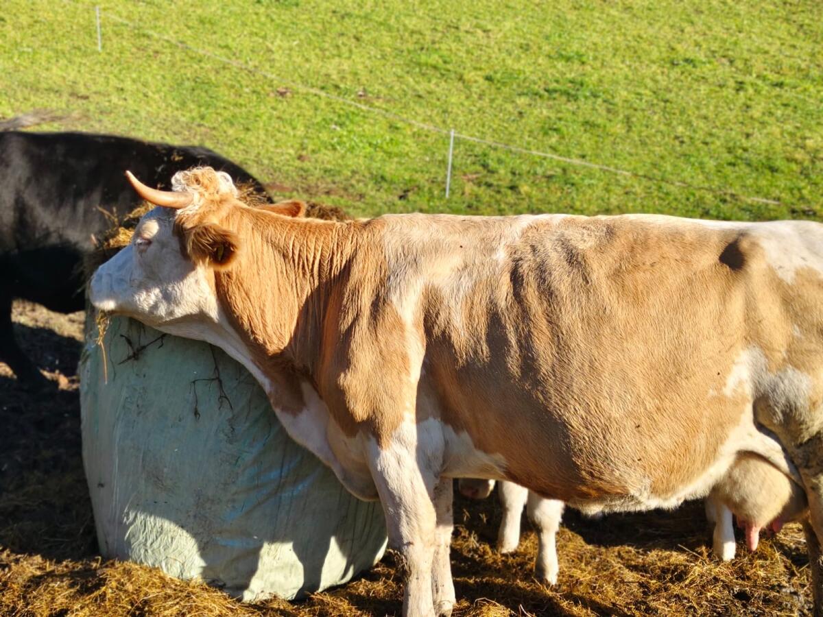 Bio FV Mutterkuh mit zwei Kälbern 2