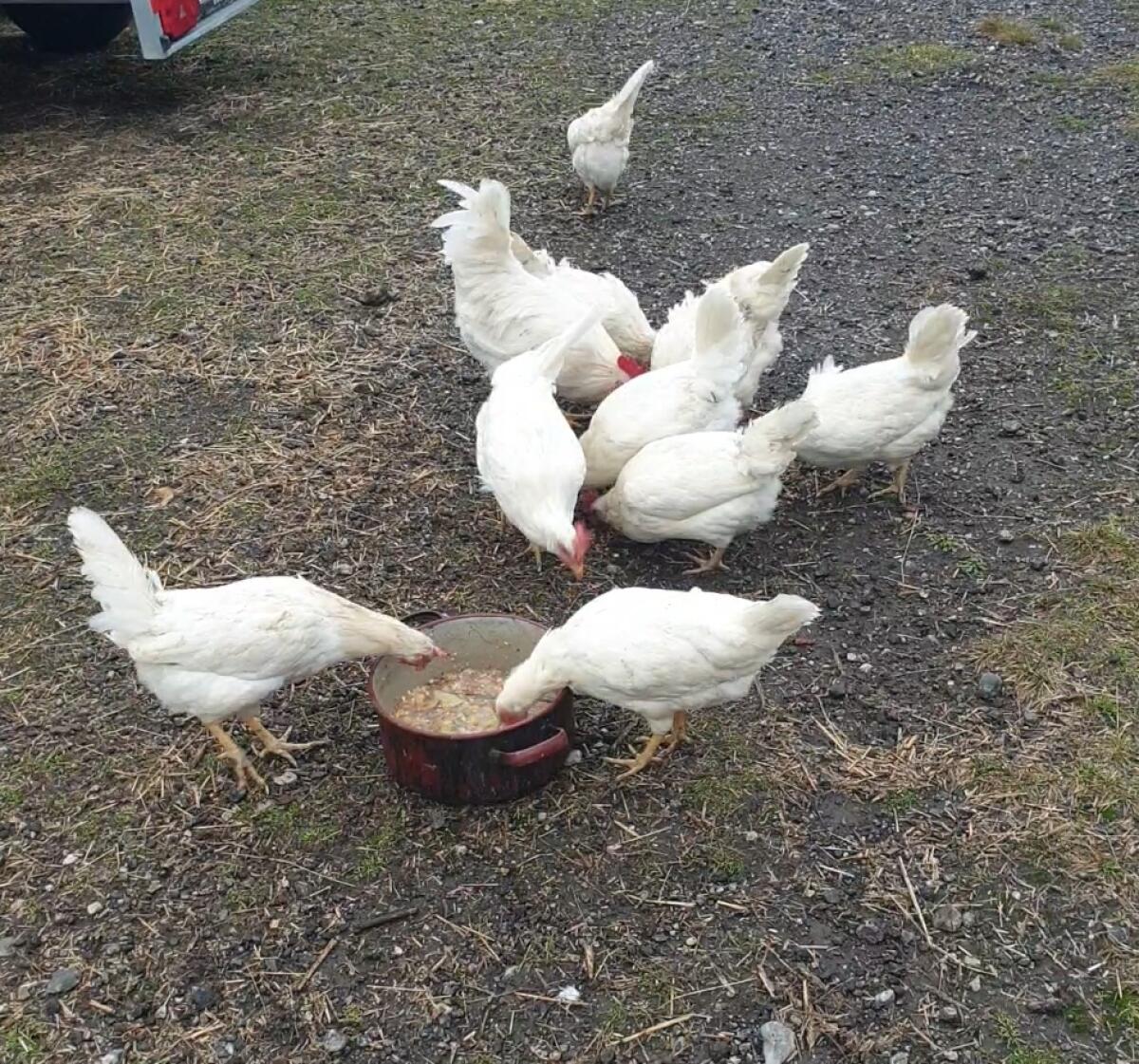 Legorn Legehennen 8 Monate 1