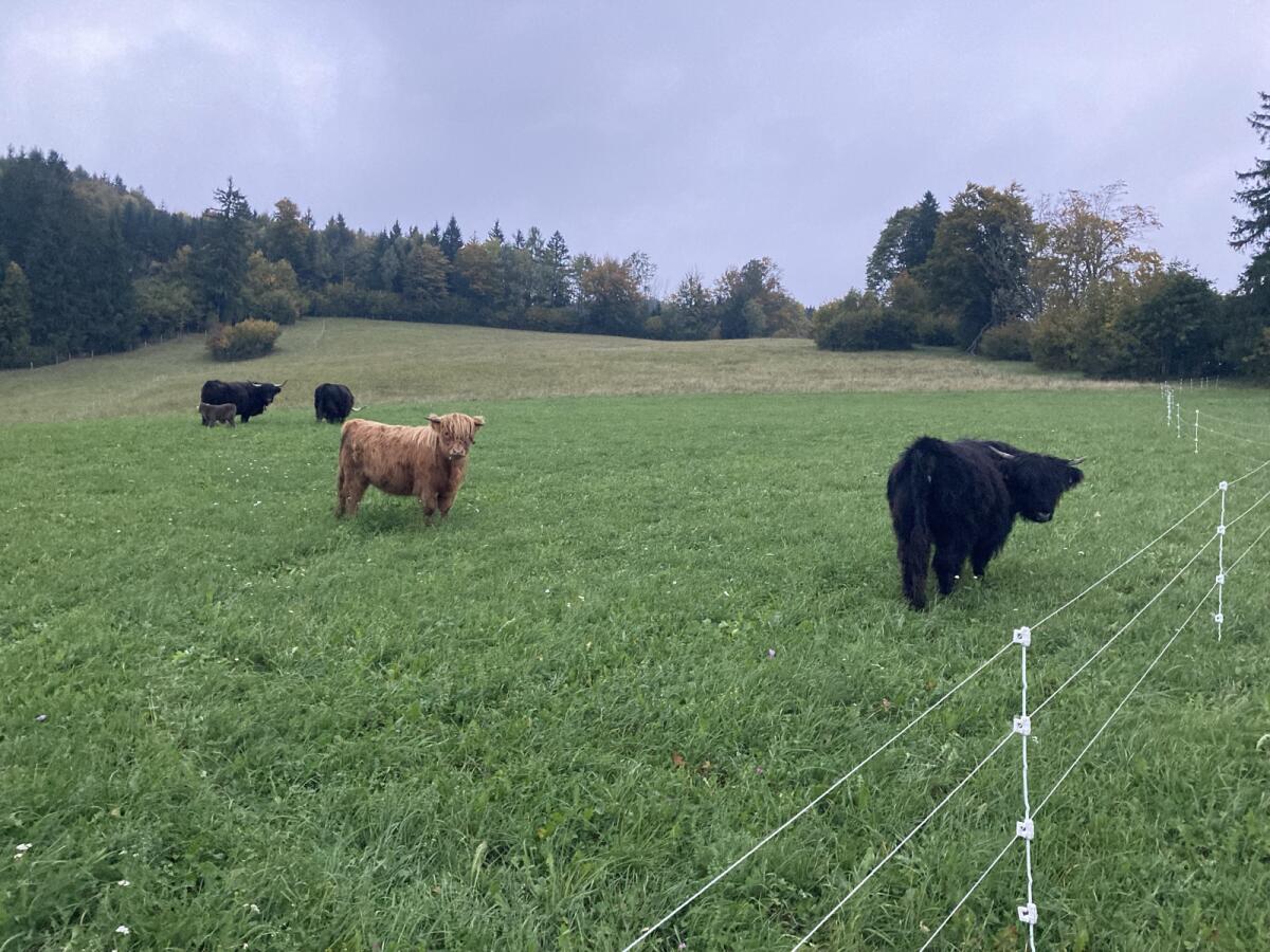 Verk. Hochlandrind-Zuchtkalbin, BIO 2